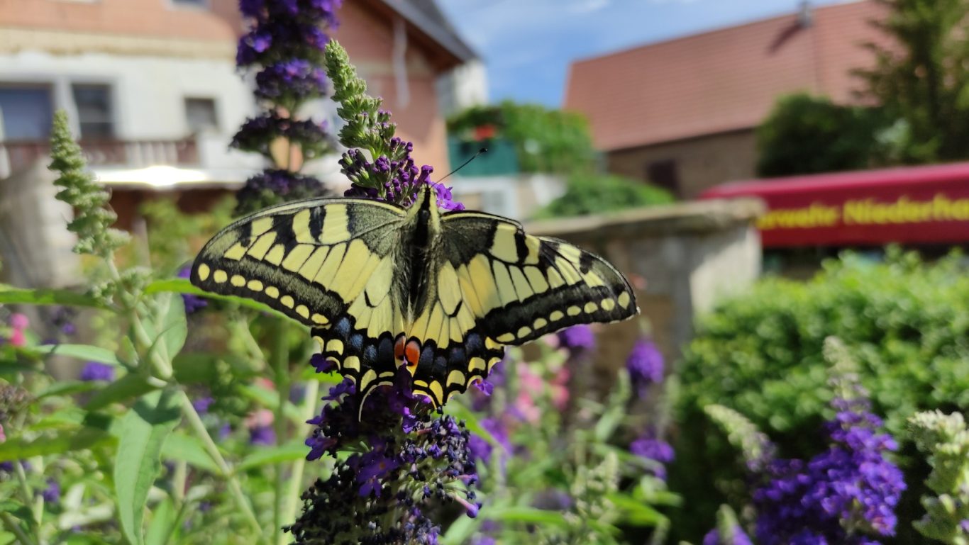 Schwalbenschwanz bei Marianne im Garten